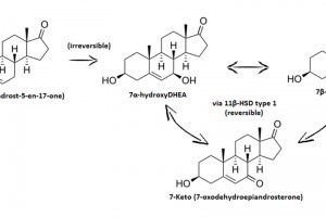 Does-7-Keto-DHEA-Work