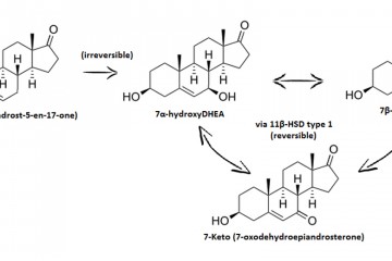 Does-7-Keto-DHEA-Work