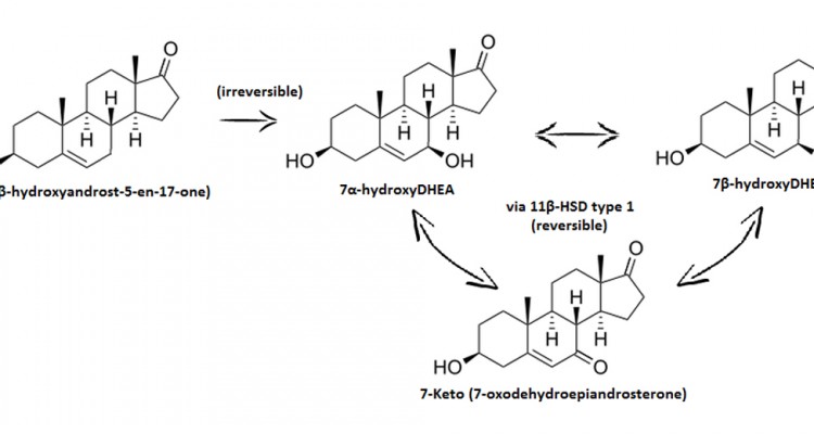 Does-7-Keto-DHEA-Work