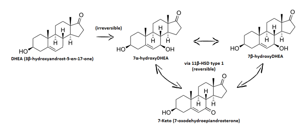 7Keto DHEA Reviews What is 7Keto? Does it Work?