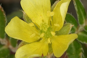 Does-Tribulus-Terrestris-Work