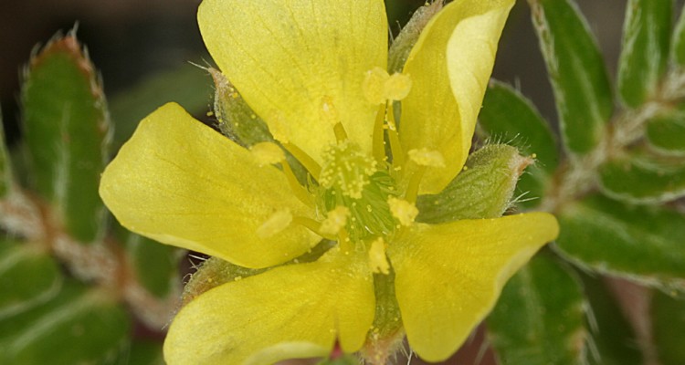 Does-Tribulus-Terrestris-Work