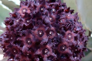 Caralluma-Fimbriata-Reviews