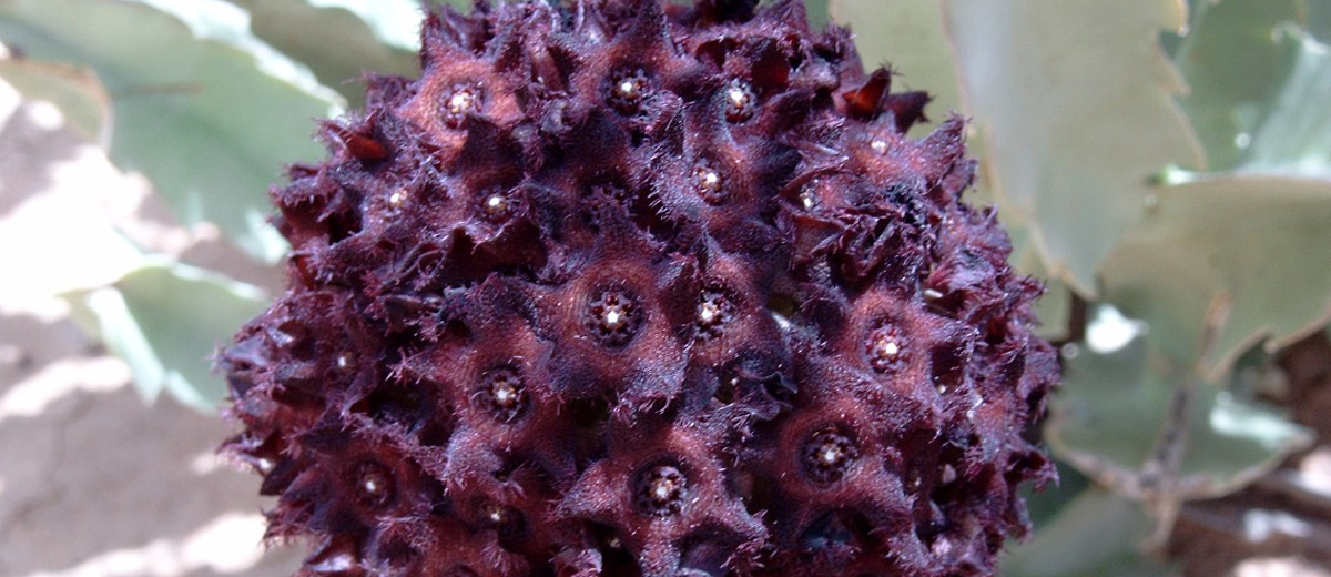 caralluma fimbriata gnc