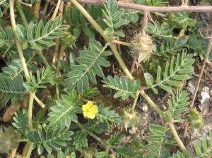 Tribulus Terrestris