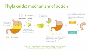 Thylakoids Mechanism of Action